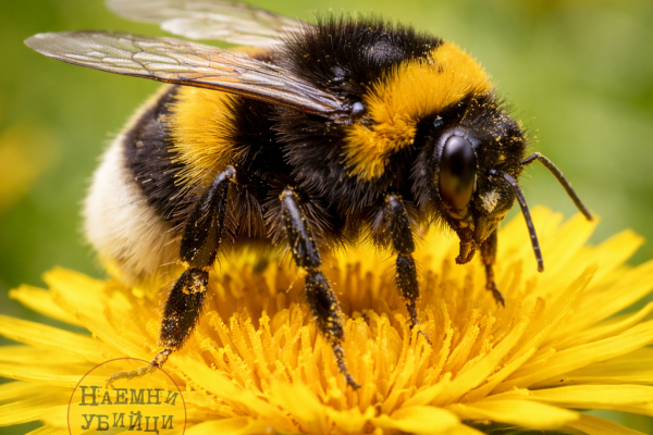 Обыкновенный шмель (Bombus terrestris)