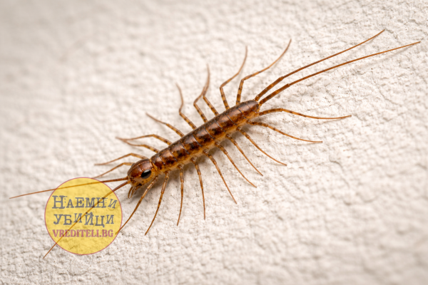 Обикновена къщна (домашна) стоножка (Scutigera coleoptrata)