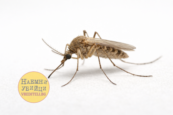 Обикновен комар (Culex pipiens)