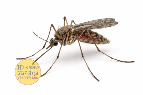 Малариен комар (Anopheles)